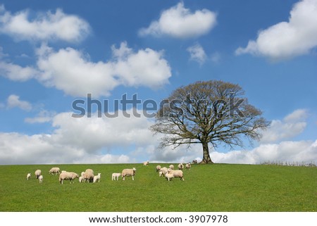 Oak tree in spring, with sheep and lambs grazing in a field in the foreground and a blue sky with altocumulus clouds to the rear.