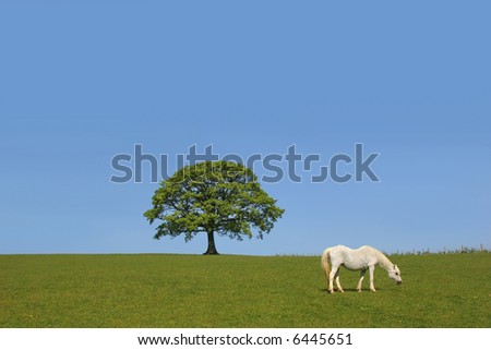 White horse grazing in a field in spring with an oak tree in leaf on the horizon and a blue sky to the rear.