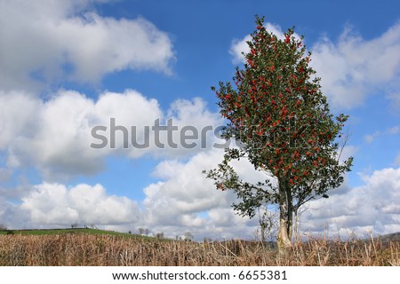 Holly tree with red berries in winter against a blue sky and cumulus clouds.