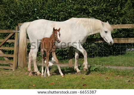 brown and white horses. stock photo : White horse with