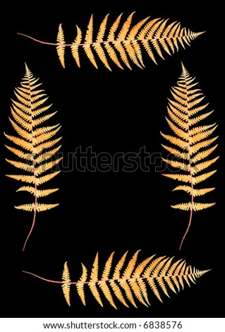Four golden fern leaves creating a border with a central blank section, over black.