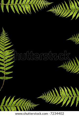 Abstract design of seven fern leaf segments over black.