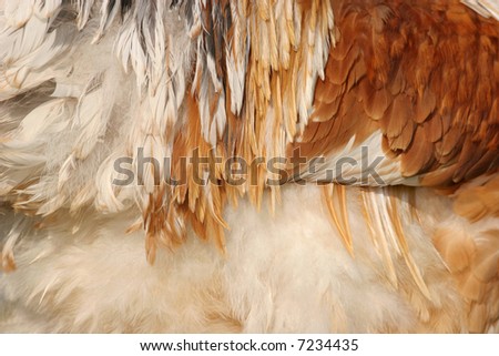 Abstract of the feathers of a Chinese Brahma cockerel in white, red, gold and brown.