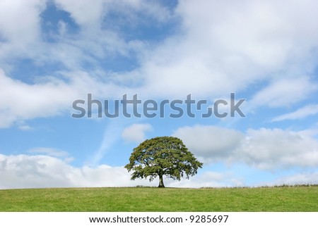 Oak tree in summer standing alone in a field with a small fence to one side. Set against a blue sky with alto cumulus clouds.