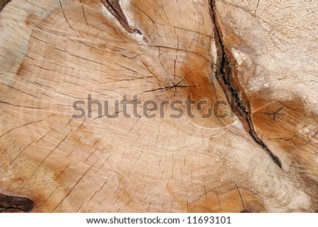 Slab of freshly cut oak timber showing grain.