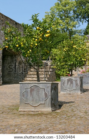 Orange trees bearing fruit in early summer standing in old metal pots on a cobbled path with stone steps and a blue sky to the rear.
