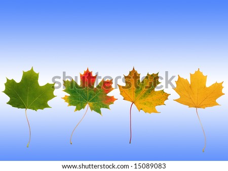 Abstract  line of maple leaves with the colors progressing from summer to  autumn shades. Set against a sky blue background with a white horizontal glow.