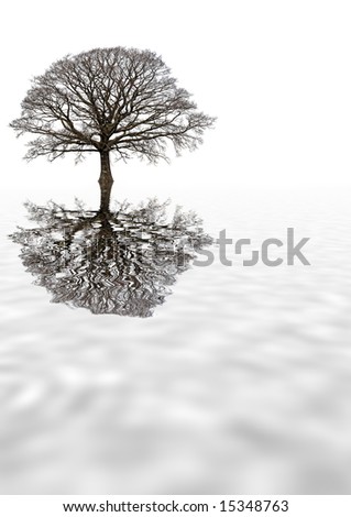 Abstract of an oak tree in winter, with reflection in rippled grey water, set against a white background.