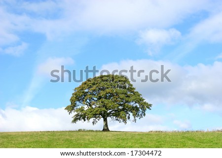 Oak tree in a field in summer set against a blue sky with alto cumulus clouds.