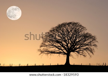 oak tree silhouette clip art. images card california sunset stock vectors Oak+tree+silhouette+pictures