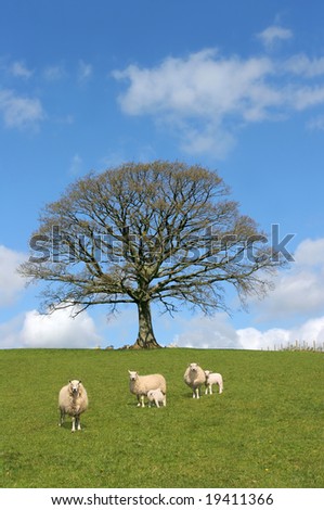 Oak tree in spring with sheep and lambs grazing in a field with a blue sky and clouds to the rear.