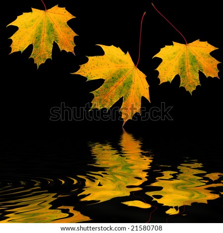 Maple leaf abstract in golden colors of autumn with reflection in water, over a black background.