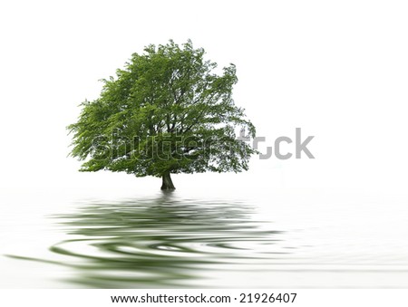 Tree in full leaf in summer with reflection over ripped grey water, against white background.