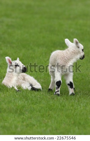 New born white and black twin lambs in a field in spring, one standing and one sitting.