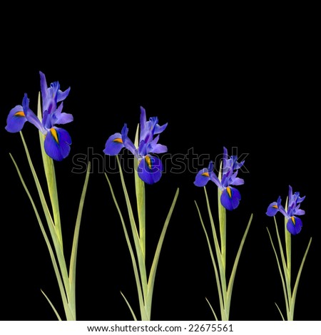 Blue iris flowers isolated over black background.