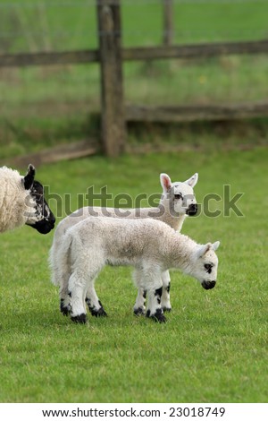 Twin lambs standing together  in a field in spring with the head of their mother partly in view.