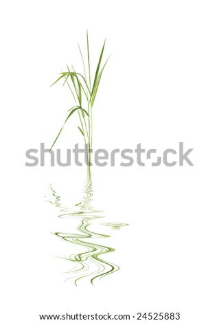 Zen abstract of bamboo leaf grass with reflection over rippled water, against white background.