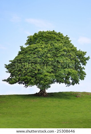 Sycamore tree in leaf in a field in summer with a blue sky and clouds to the rear.