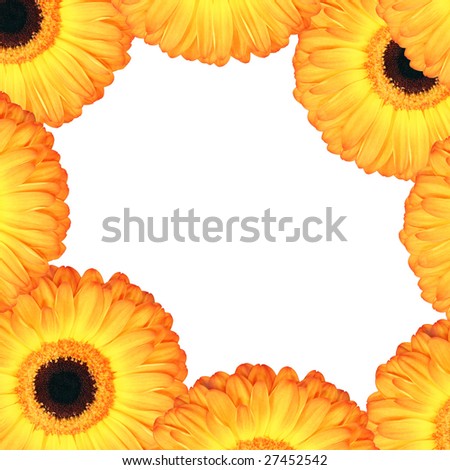 Daisy flowers  forming a border, over white background.