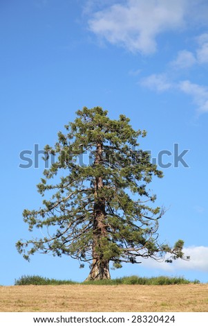 Douglas pine fir tree in a field, set against a blue sky.