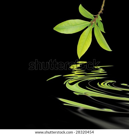 Bay leaf herb sprig with reflection in rippled water, over black background.