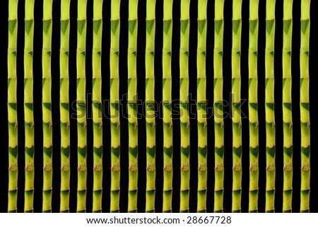 Lucky bamboo grass in vertical parallel design forming an abstract background, over black.