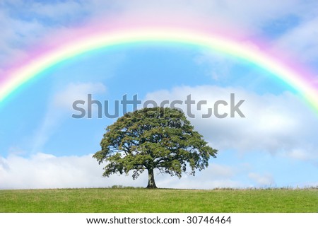 Oak tree in summer standing alone in a field, against a blue sky with clouds and a rainbow.