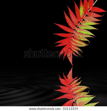 Abstract design of a rowan leaf in fall with reflection in rippled water, over black background.