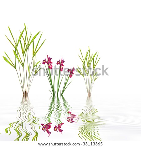 Bamboo leaf grass and red iris flowers with reflection in rippled grey water, over white background.