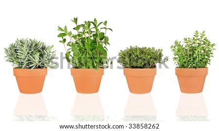 Terracotta Herb Pots
