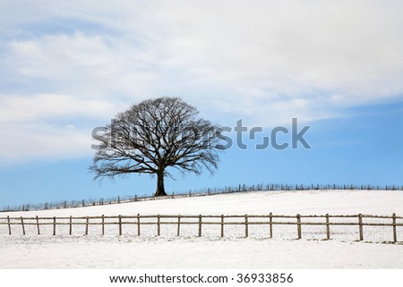 Oak tree in a field in winter with snow and a fence with a blue sky and clouds to the rear.