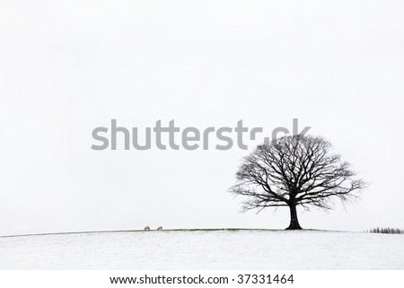 Oak tree in a field of snow in winter against a white sky background.