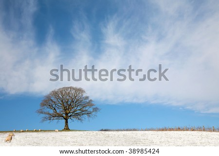 Oak tree in a field in winter with snow and sheep grazing, with a fence and blue sky with clouds to the rear.