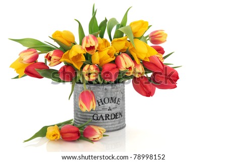 Tulip flower arrangement in an old aluminum tin can with home and garden in words isolated over white background.