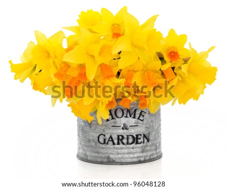 Daffodil and narcissus spring flowers in an old metal tin can  with home and garden title isolated over white background.