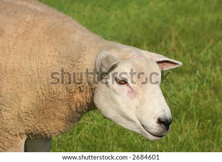 portrait of a female sheep