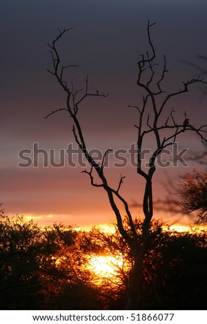 Tree Sunrise