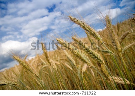 Filed of grain, cornfield