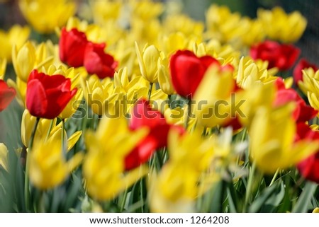 Field of tulips, focal point near middle on a yellow tulip