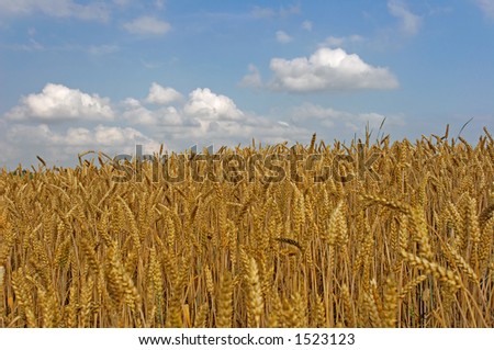 wheatfield before harvest with sky