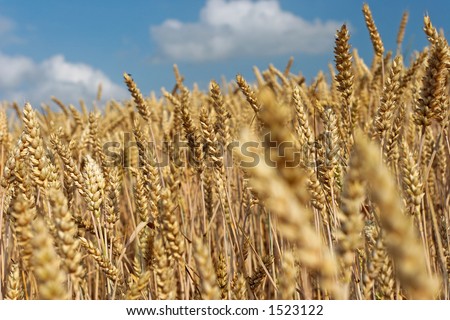 wheatfield before harvest with sky