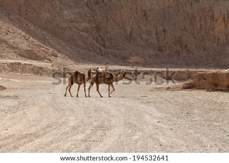 Caravan of camels on the background of mountains
