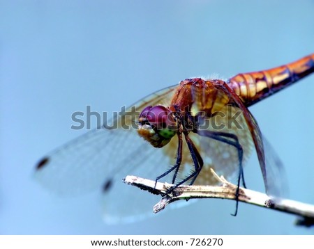 Dragon Fly at Rest Color
