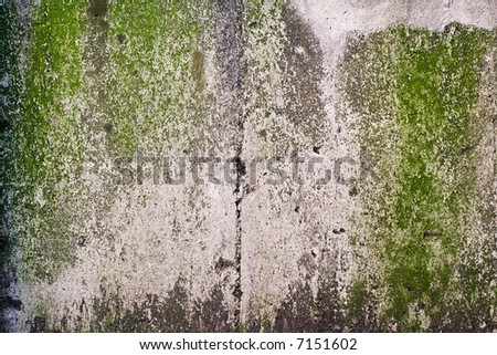wall algae