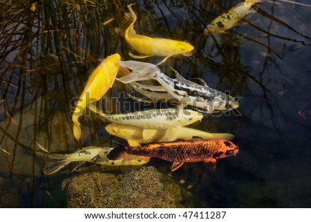Colorful Koi Fish in Japanese Garden, swimming in clear water.
