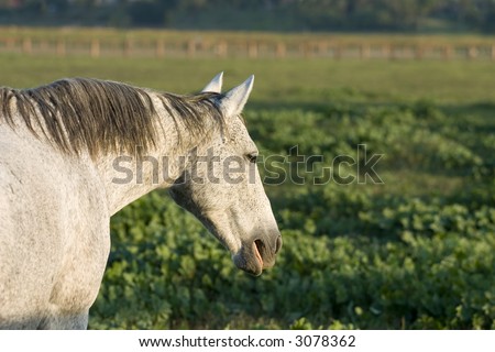 markings on horse. stock photo : A grey horse displaying coat markings described as Flea-bitten