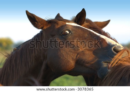 Chestnut horses horsing around and showing affection