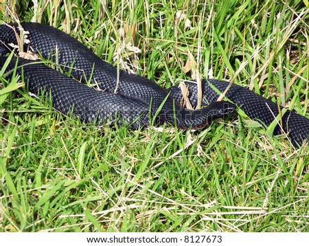 The Red-Bellied Black Snake is venomous but not aggressive. It is native to Eastern Australia and identifiable by its bright red belly.