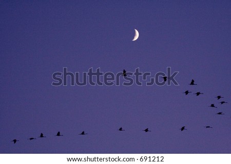 Sandhill cranes under the moon