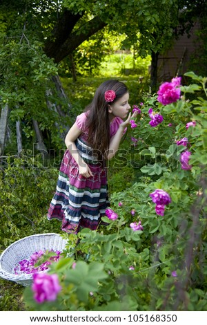 Little girl picking  roses for perfumes and rose oil in the garden